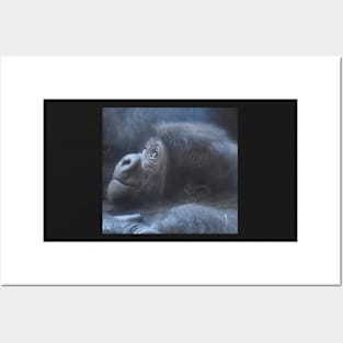 Baby Western Lowland Gorilla Posters and Art